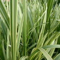 Glyceria maxima ‘Variegata’ | Variegated sweet manna‑grass | Marginal Plant