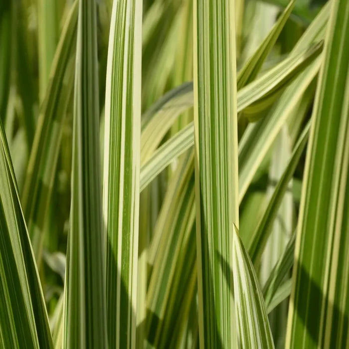 Glyceria maxima ‘Variegata’ | Variegated sweet manna‑grass | Marginal Plant