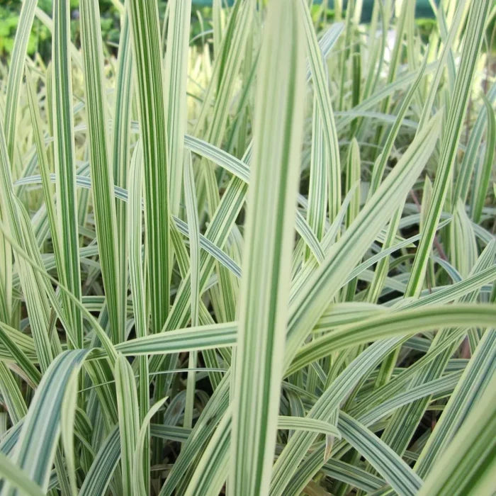 Glyceria maxima ‘Variegata’ | Variegated sweet manna‑grass | Marginal Plant