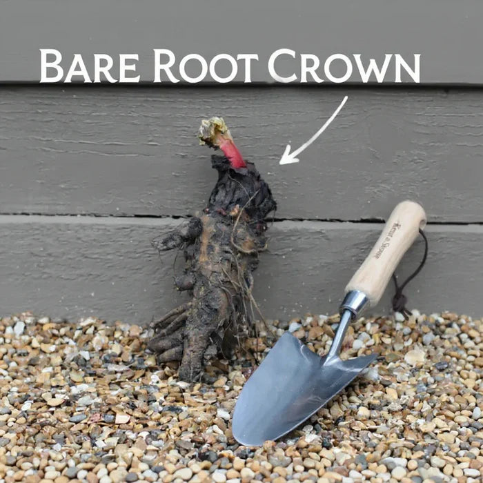 Goliath' Rhubarb Plant | 3 Bare Root Crowns