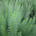 Hippuris vulgaris | Mare’s‑tail | Oxygenating Marginal Plant