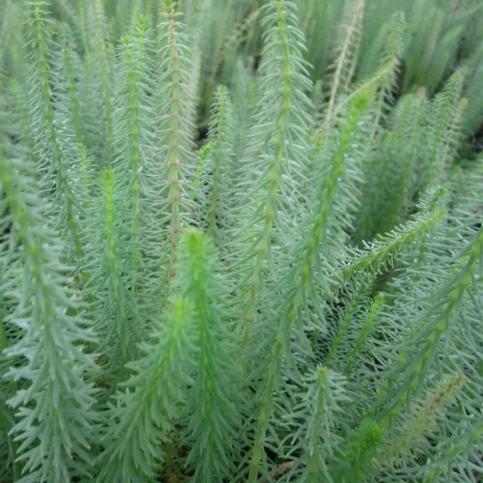 Hippuris vulgaris | Mare’s‑tail | Oxygenating Marginal Plant