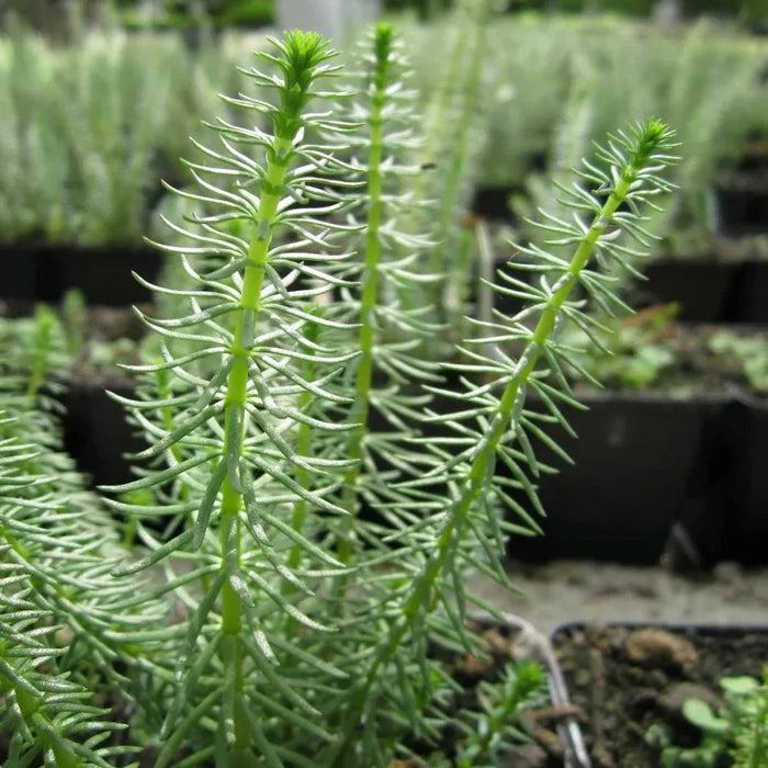 Hippuris vulgaris | Mare’s‑tail | Oxygenating Marginal Plant