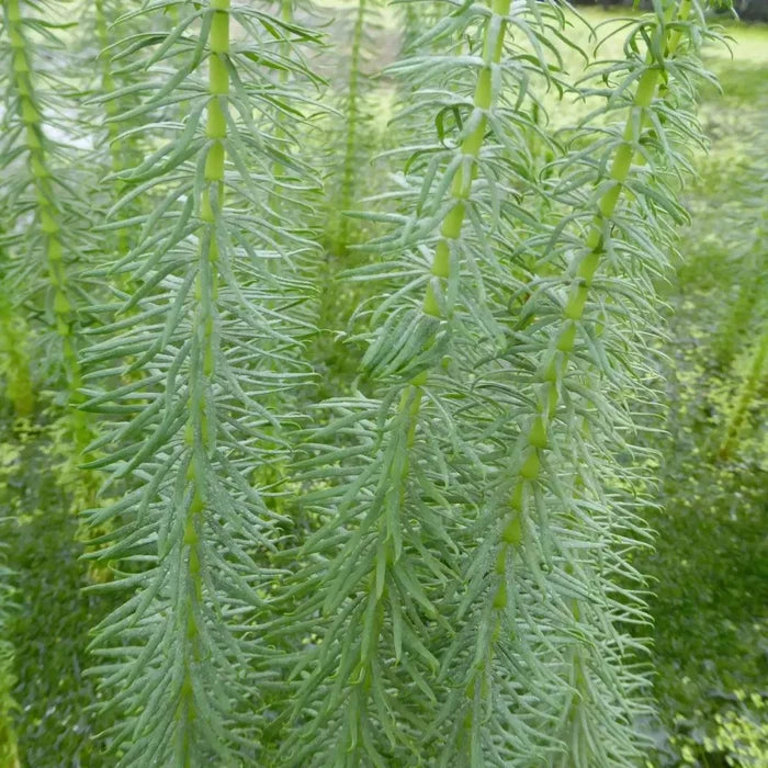 Hippuris vulgaris | Mare’s‑tail | Oxygenating Marginal Plant