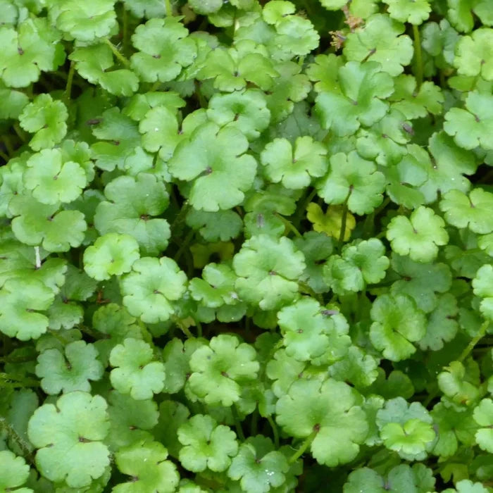 Hydrocotyle ‘Novae‑Zelandiae’ | New Zealand pennywort | Oxygenating Marginal Plant