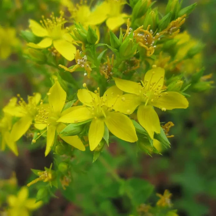 Hypericum tetrapterum | Square‑stalked St John’s‑wort | Marginal Plant