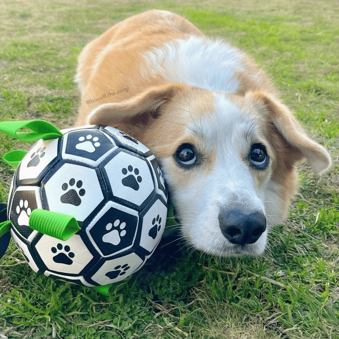 Interactive Dog Soccer Ball With Grab Tabs - Interactive Toys from . at DoggyTopia