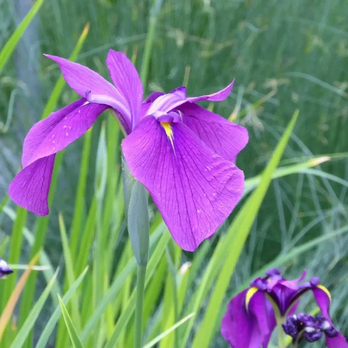 Iris ensata | Japanese water iris | Marginal Plant