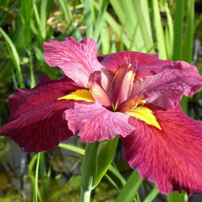 Iris louisiana ‘Ann Chowning’ | Louisiana iris ‘Ann Chowning’ | Marginal Plant