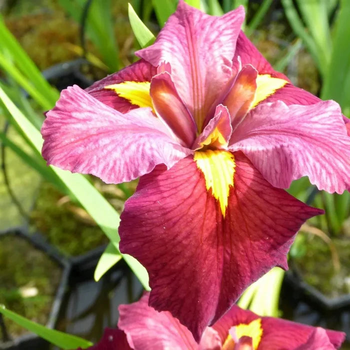 Iris louisiana ‘Ann Chowning’ | Louisiana iris ‘Ann Chowning’ | Marginal Plant