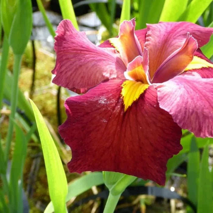 Iris louisiana ‘Ann Chowning’ | Louisiana iris ‘Ann Chowning’ | Marginal Plant