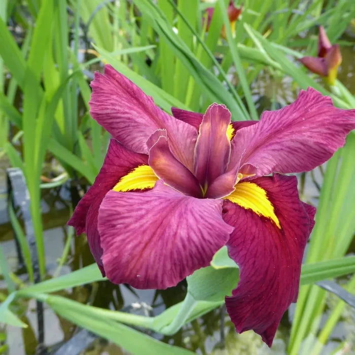 Iris louisiana ‘Ann Chowning’ | Louisiana iris ‘Ann Chowning’ | Marginal Plant