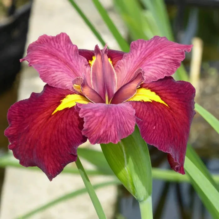 Iris louisiana ‘Ann Chowning’ | Louisiana iris ‘Ann Chowning’ | Marginal Plant