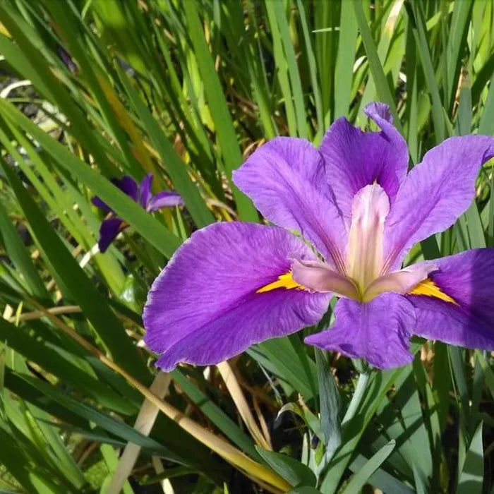 Iris louisiana ‘Pegaletta’ | Louisiana iris ‘Pegaletta’ | Marginal Plant