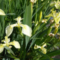 Iris pseudacorus subsp. bastardii | Bastard yellow flag iris | Marginal Plant