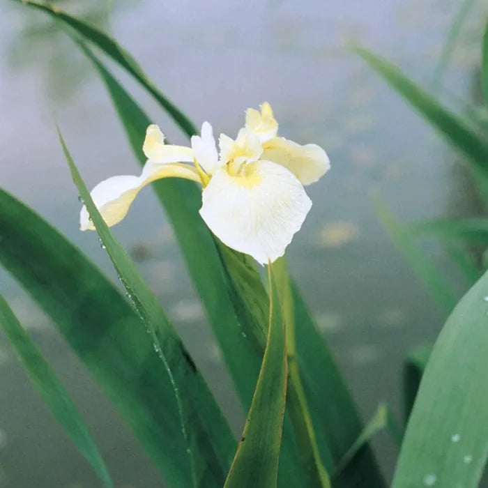 Iris pseudacorus subsp. bastardii | Bastard yellow flag iris | Marginal Plant