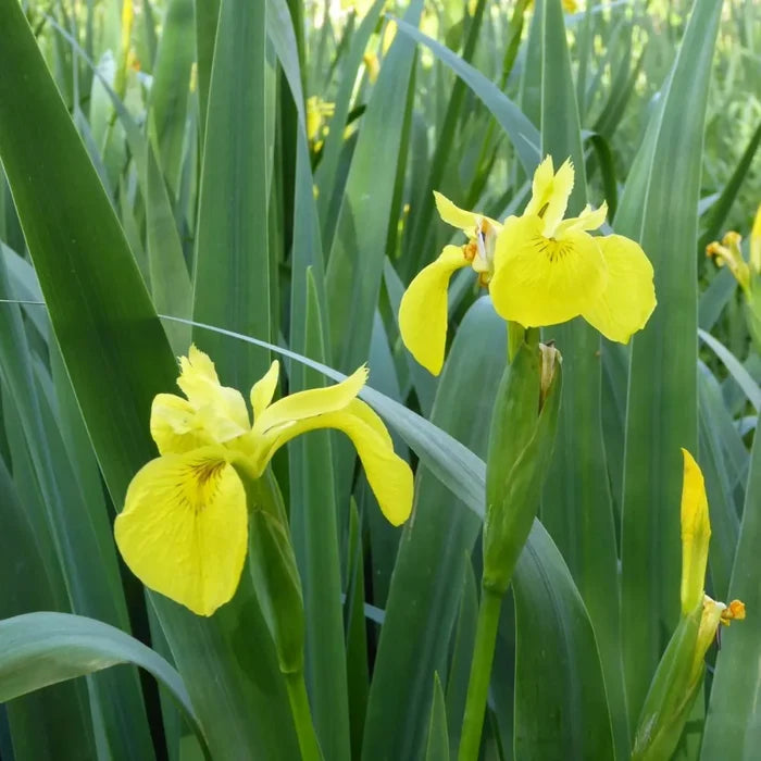 Iris pseudacorus | Yellow flag iris | Marginal Plant