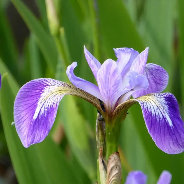 Iris versicolor | Blue flag iris | Marginal Plant