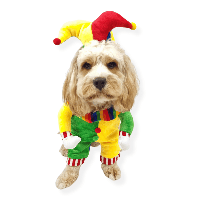 Jester Dog Costume - Costumes from Sale at DoggyTopia