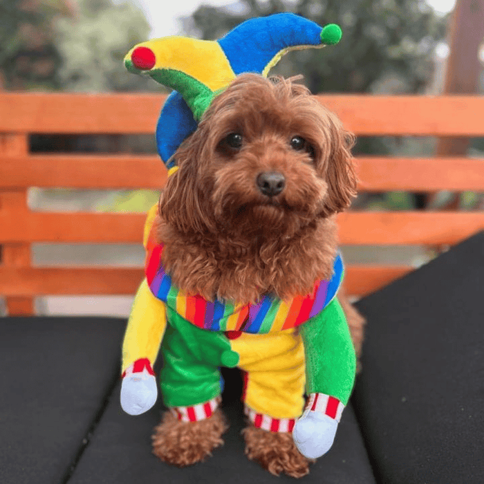 Jester Dog Costume - Costumes from Sale at DoggyTopia