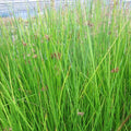 Juncus effusus | Soft rush | Marginal Plant
