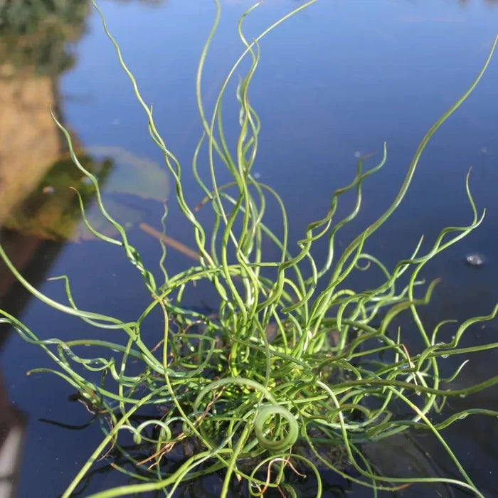 Juncus effusus ‘Spiralis’ | Corkscrew rush | Marginal Plant