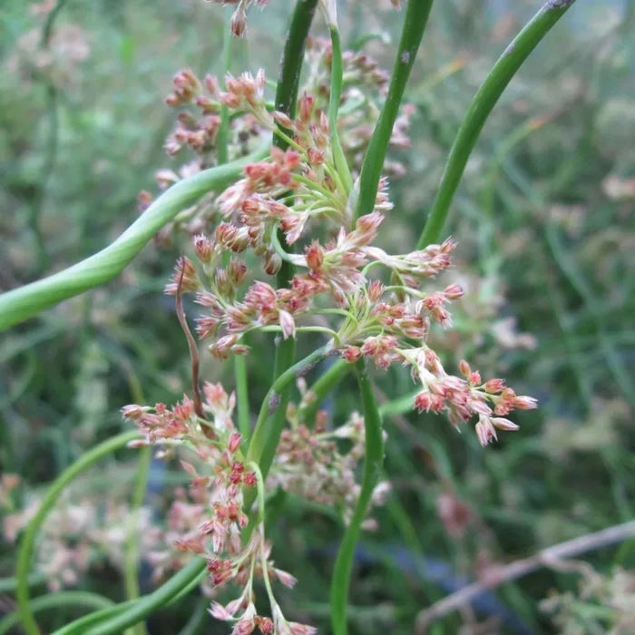 Juncus effusus ‘Spiralis’ | Corkscrew rush | Marginal Plant