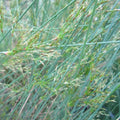 Juncus inflexus | Hard rush | Marginal Plant