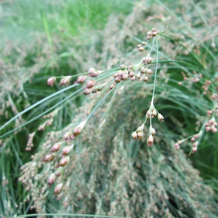 Juncus maritimus | Sea rush | Marginal Plant