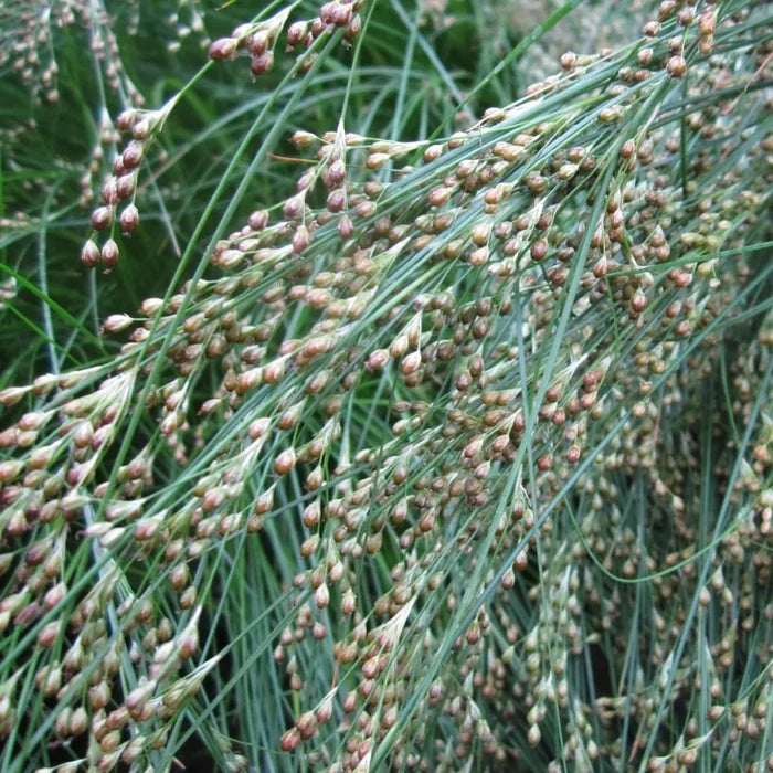Juncus maritimus | Sea rush | Marginal Plant