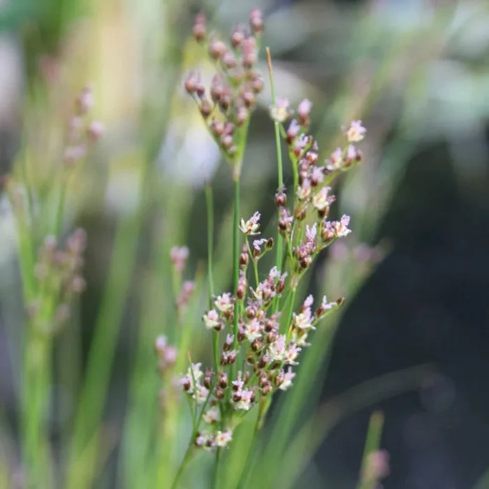 Juncus maritimus | Sea rush | Marginal Plant