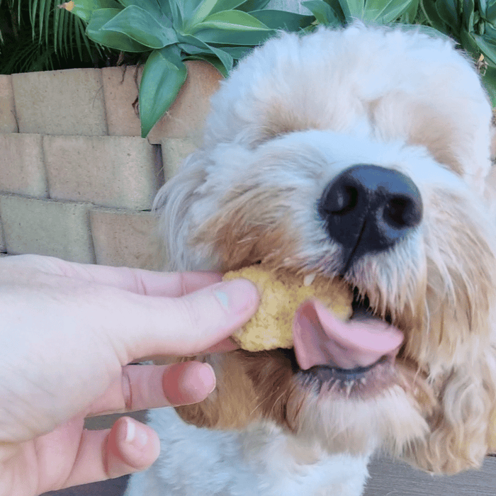 L'Barkery Chicken Nuggetz - Treats from L'Barkery at DoggyTopia