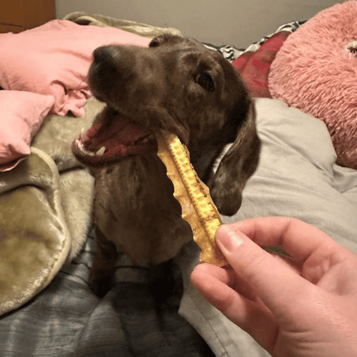 L'Barkery Meat n Bones - Shark Meat n Cartilage - Treats from L'Barkery at DoggyTopia