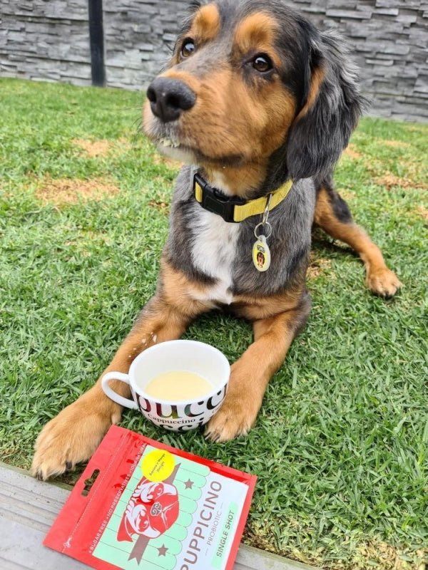 L'Barkery Puppicino - Banana n Mango Delight - Beverages from L'Barkery at DoggyTopia