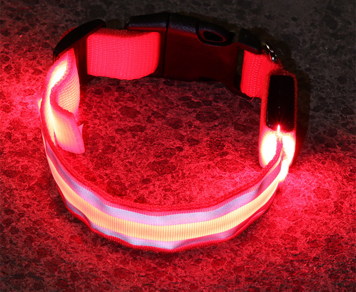 Rechargeable LED light-up dog collar glowing on a dog during a night walk
