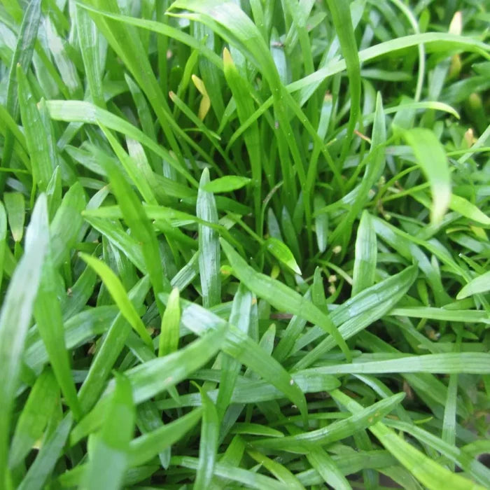 Lilaeopsis brasiliensis | Brazilian micro‑sword | Oxygenating Marginal Plant