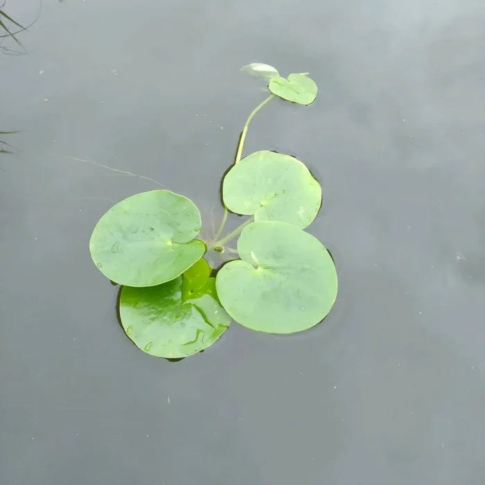 Limnobium laevigatum | Amazon frogbit | Floating Plant