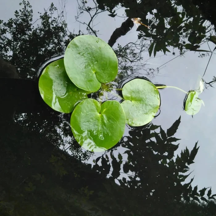 Limnobium laevigatum | Amazon frogbit | Floating Plant