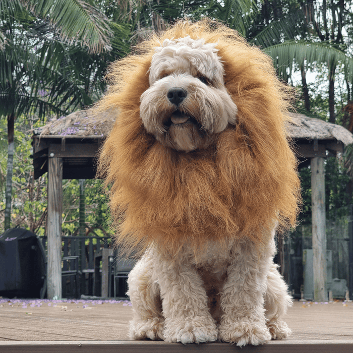 Lion Mane Dog Costume - Medium to Large Dogs - Costumes from Halloween at DoggyTopia