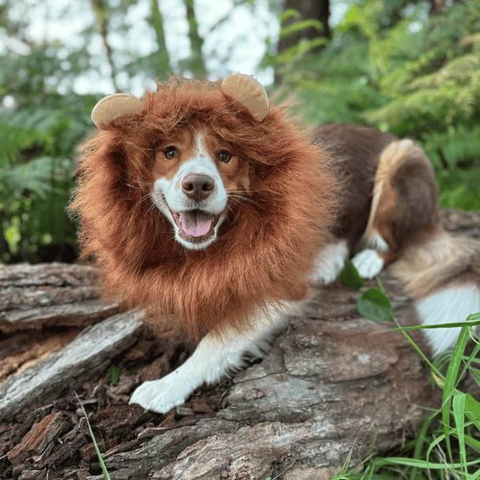 Lion Mane Dog Costume - Medium to Large Dogs - Costumes from Halloween at DoggyTopia