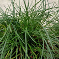 Littorella uniflora | Shoreweed | Marginal Plant