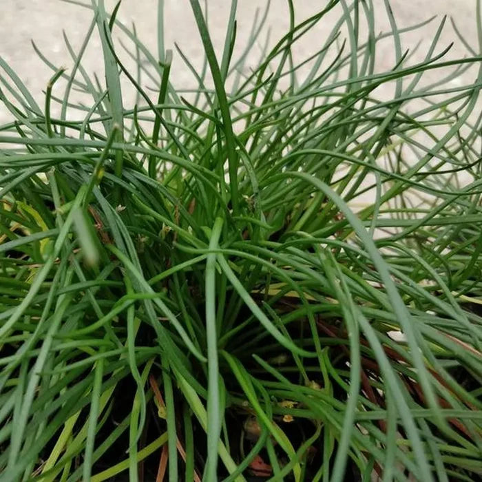 Littorella uniflora | Shoreweed | Marginal Plant