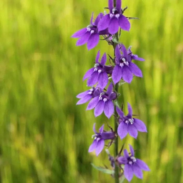Lobelia vedrariensis | Purple bog lobelia | Marginal Plant