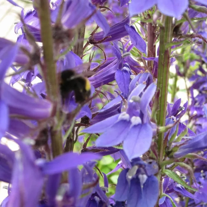 Lobelia vedrariensis | Purple bog lobelia | Marginal Plant