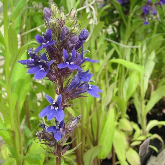 Lobelia vedrariensis | Purple bog lobelia | Marginal Plant