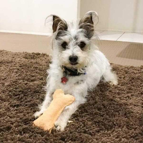 Loofah Bone Dental Toy - Medium - Dental Toys from . at DoggyTopia