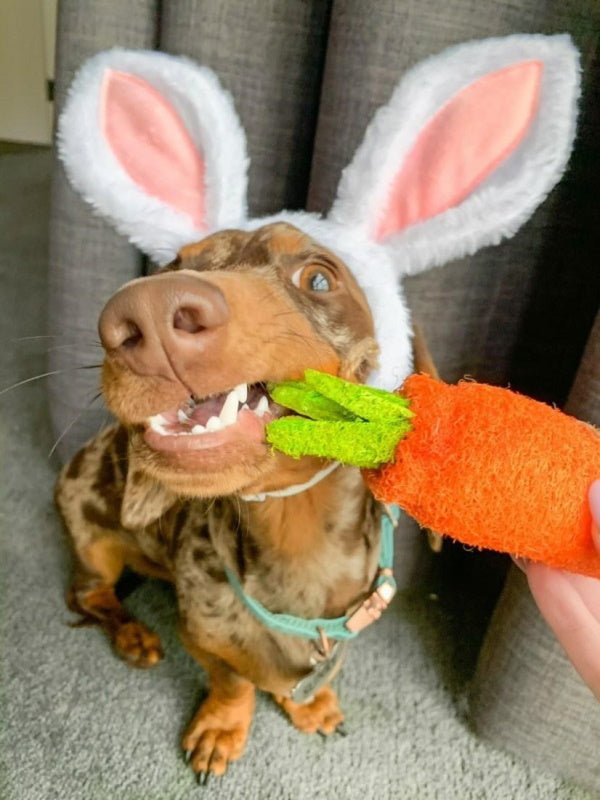 Loofah Carrot Dental Toy - Dental Toys from . at DoggyTopia