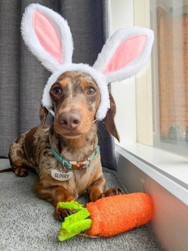Loofah Carrot Dental Toy - Dental Toys from . at DoggyTopia