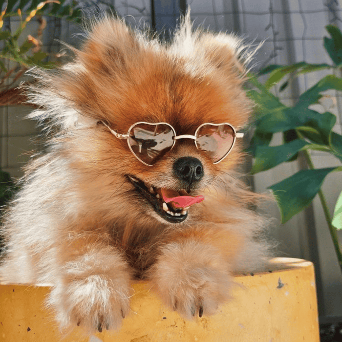 Love Heart Dog Sunglasses - Sunglasses from . at DoggyTopia