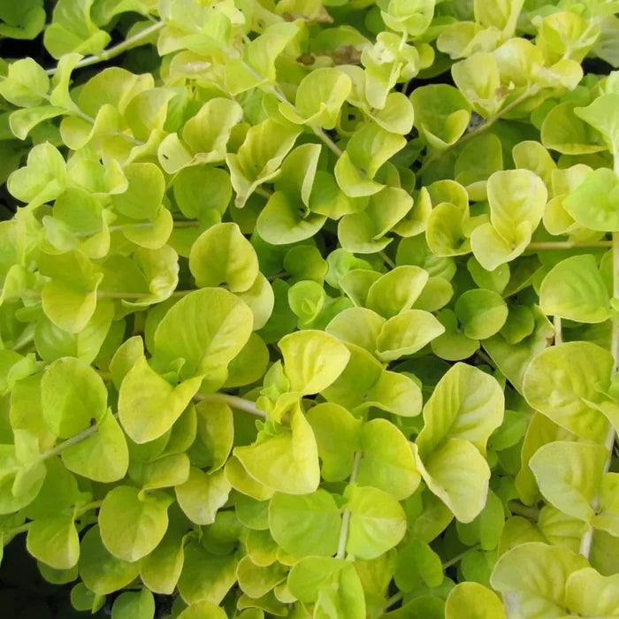 Lysimachia nummularia ‘Aurea’ | Golden creeping Jenny | Marginal Plant